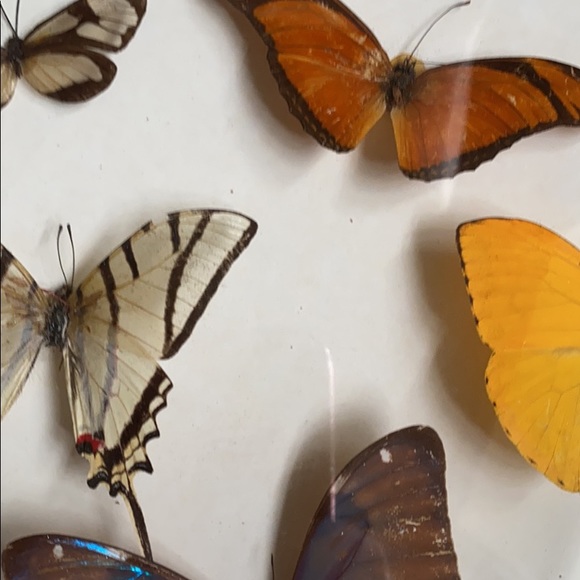Boho Vintage Butterflies Display - Picture 4 of 7